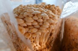 A cluster of small orangish mushrooms in a plastic covering