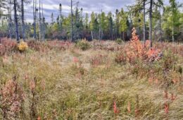 In the foreground, cotton grass and a small red maple grow in what looks like a field, with black spruce trees in the background