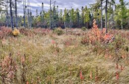 In the foreground, cotton grass and a small red maple grow in what looks like a field, with black spruce trees in the background