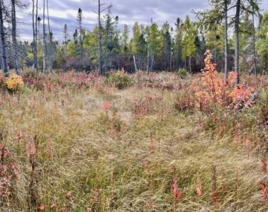 In the foreground, cotton grass and a small red maple grow in what looks like a field, with black spruce trees in the background