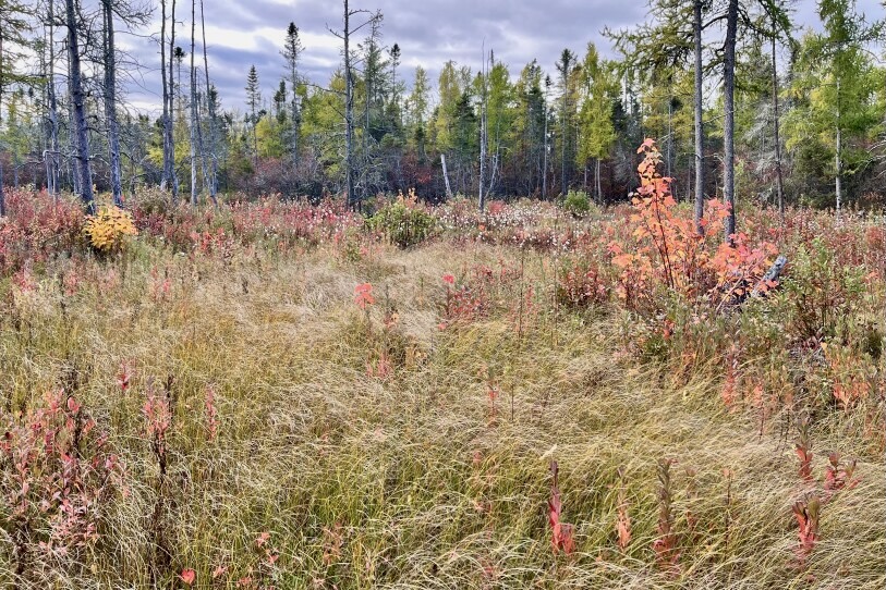 In the foreground, cotton grass and a small red maple grow in what looks like a field, with black spruce trees in the background