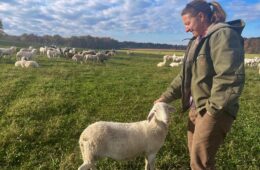 A woman pets a sheep in a field with a flock of sheep in the background