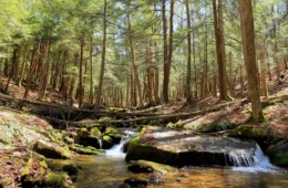Hemlock trees surrounding A rocky forest stream