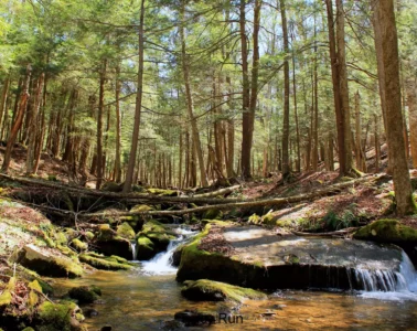 Hemlock trees surrounding A rocky forest stream