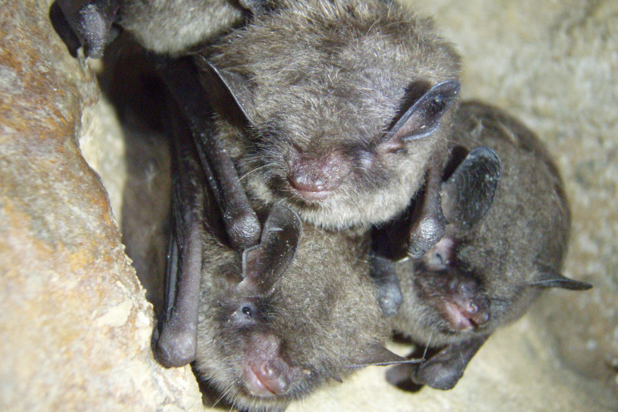 A cluster of gray bats hanging on a cave wall