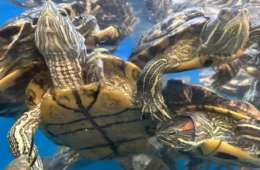 Several turtles swim in an aquarium.