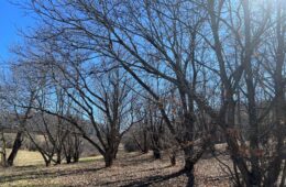 A group of trees with now leaves against a blue sky.