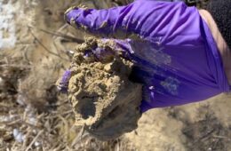 A hand with a purple surgical glove holds a handful of mud