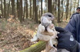 A gloved hand holds a small squirrel with big eyes wrapped in a cloth.