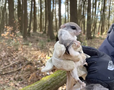 A gloved hand holds a small squirrel with big eyes wrapped in a cloth.