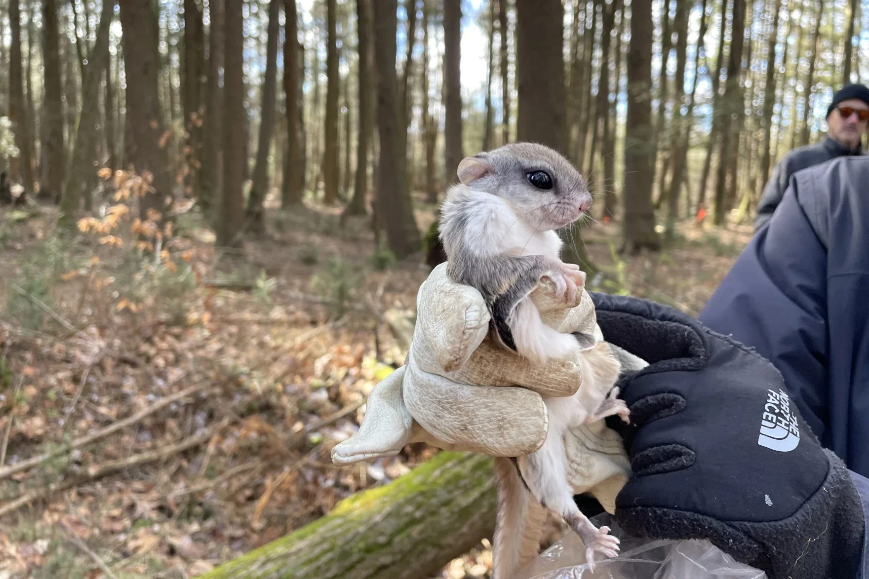 A gloved hand holds a small squirrel with big eyes wrapped in a cloth.