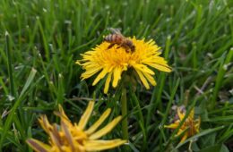 A bee on a yellow flower in green grass.