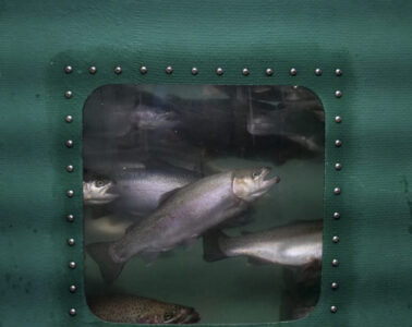 Grey trout in the window of a green fish tank