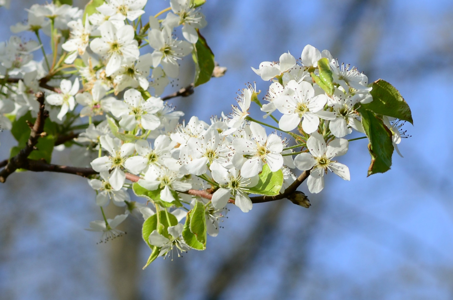 A close-up of white blossoms on a tree.