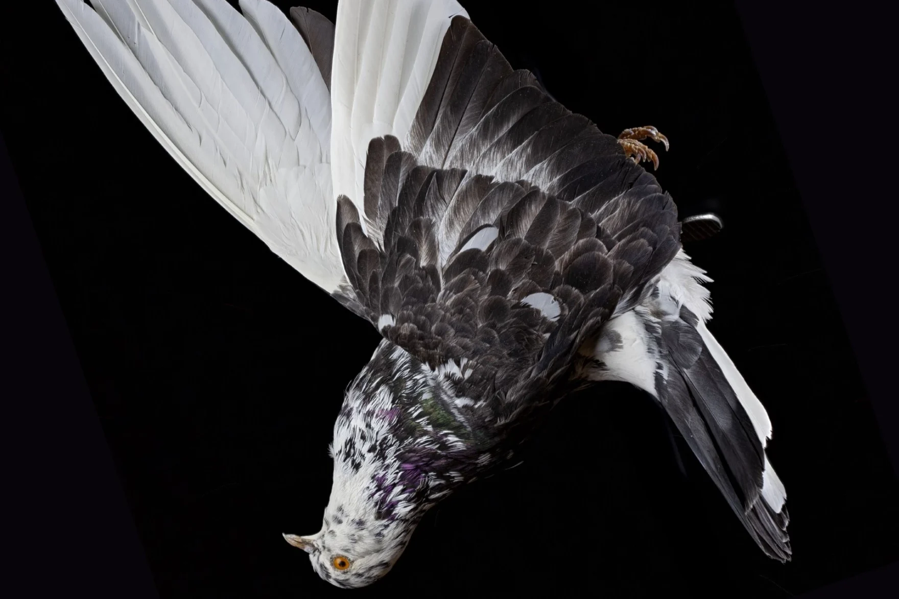 A black and white pigeon that looks dead, on a black background