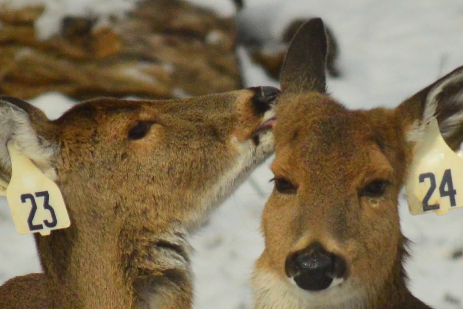 Two deer with tags in their ears.