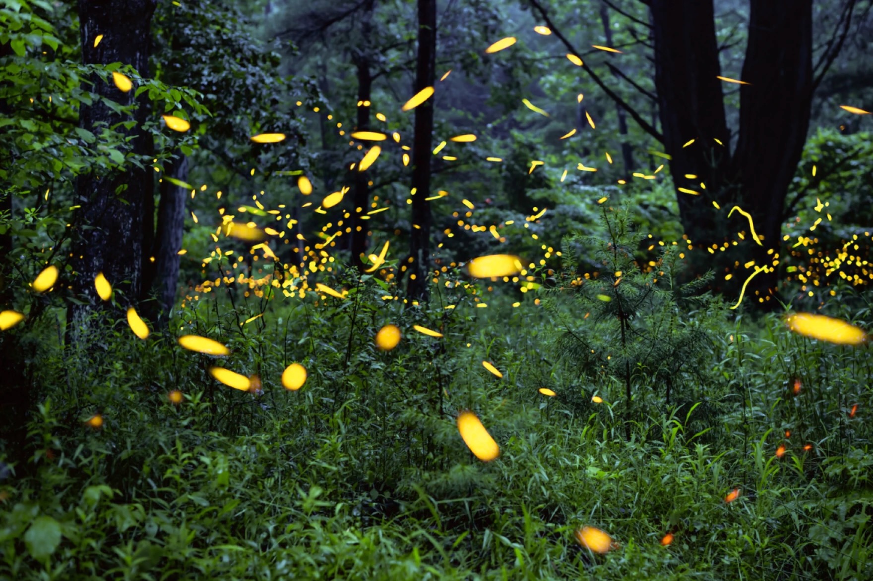 Yellow flashes of light in a forest