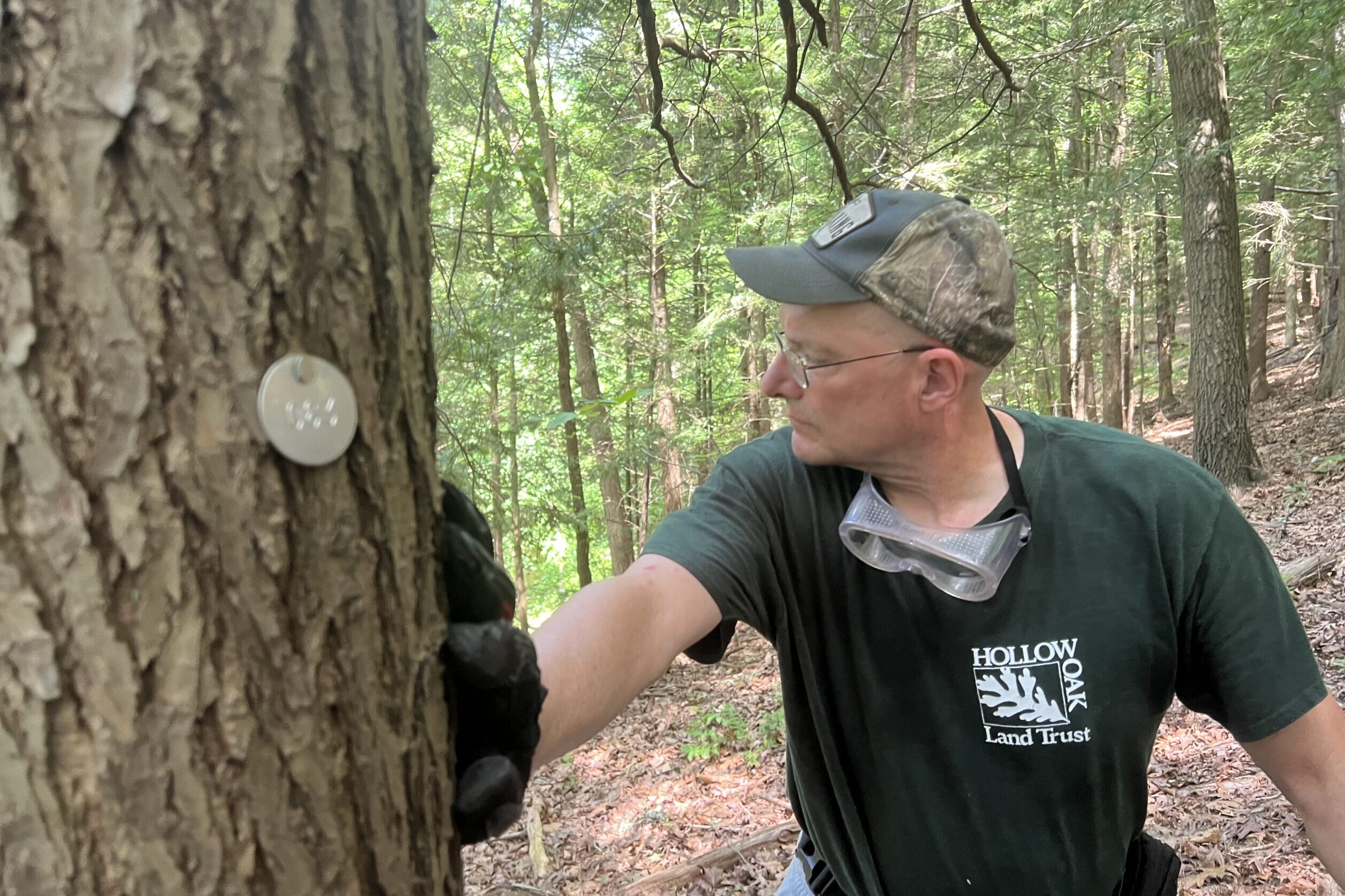 There is a metal, circular tag nailed into the hemlock tree. Theofanous has one hand on the tree, looking off into the distance.
