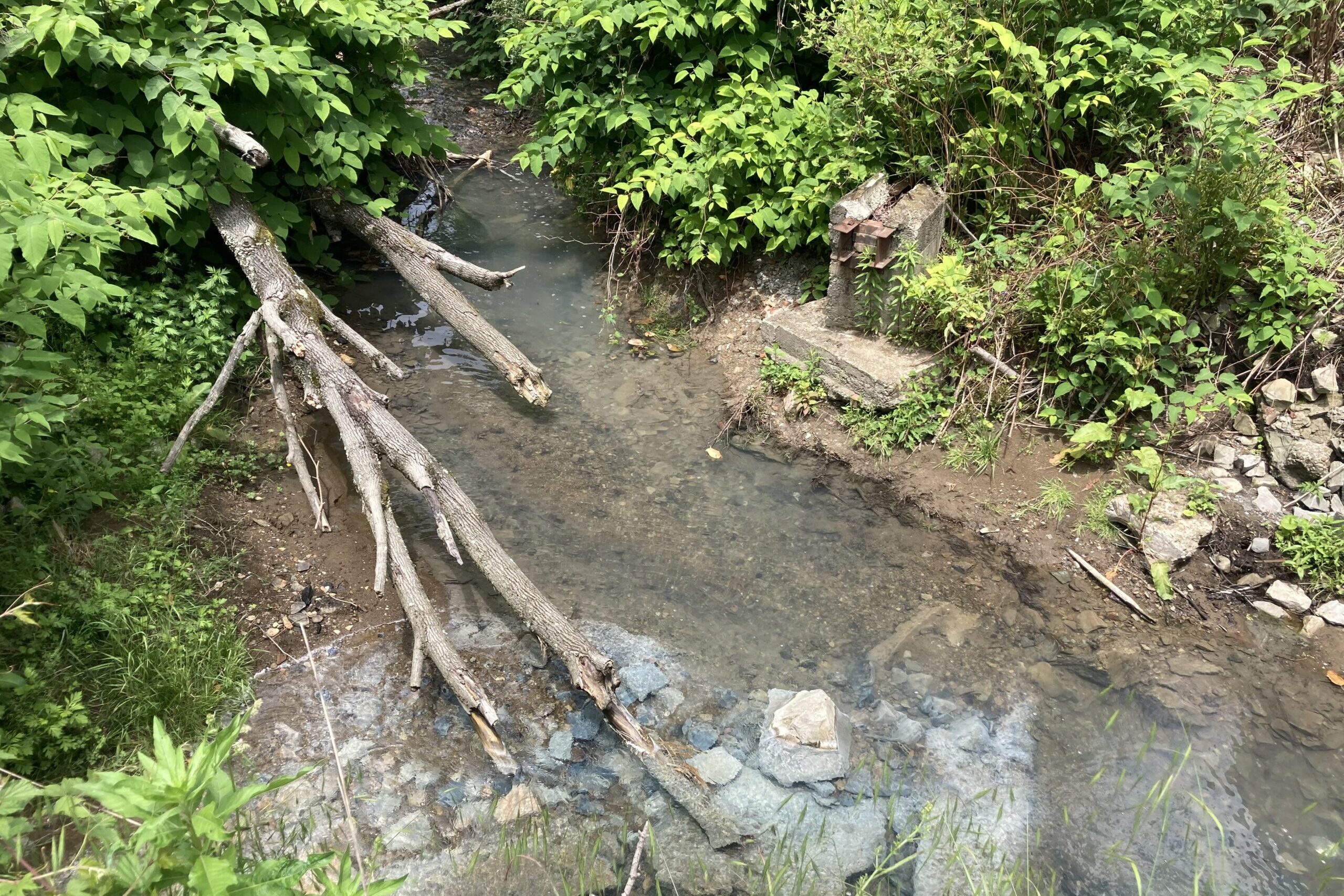 A stream running through a wooded area, the water has a milky-white color