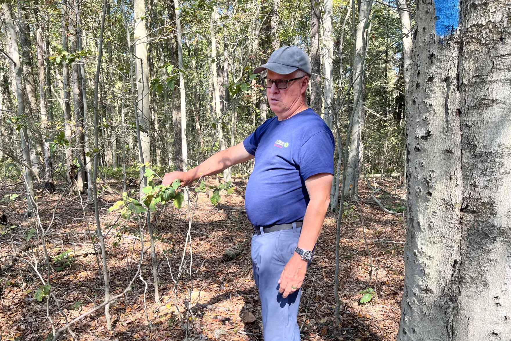 A man points to trees in the forest.