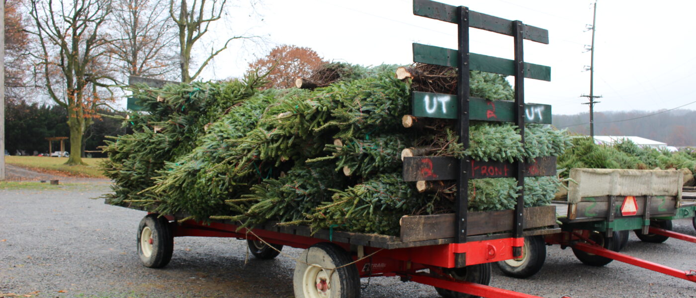 A trailer loaded with cut Christmas trees