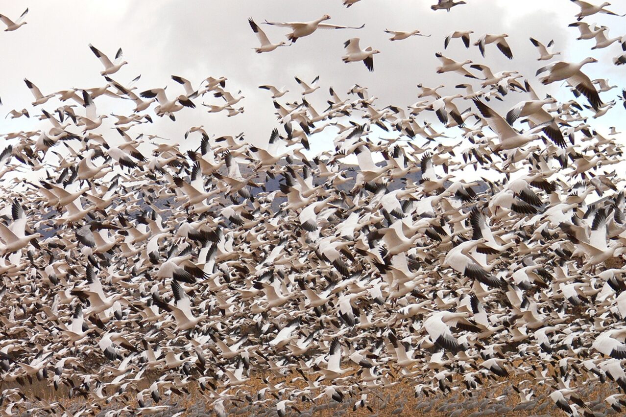 Geese take to flight by the thousands.
