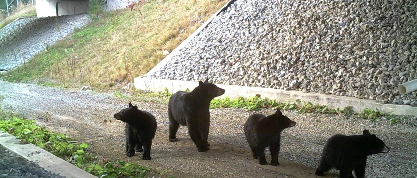 Four black bears cross under an overpass on gray gravel.