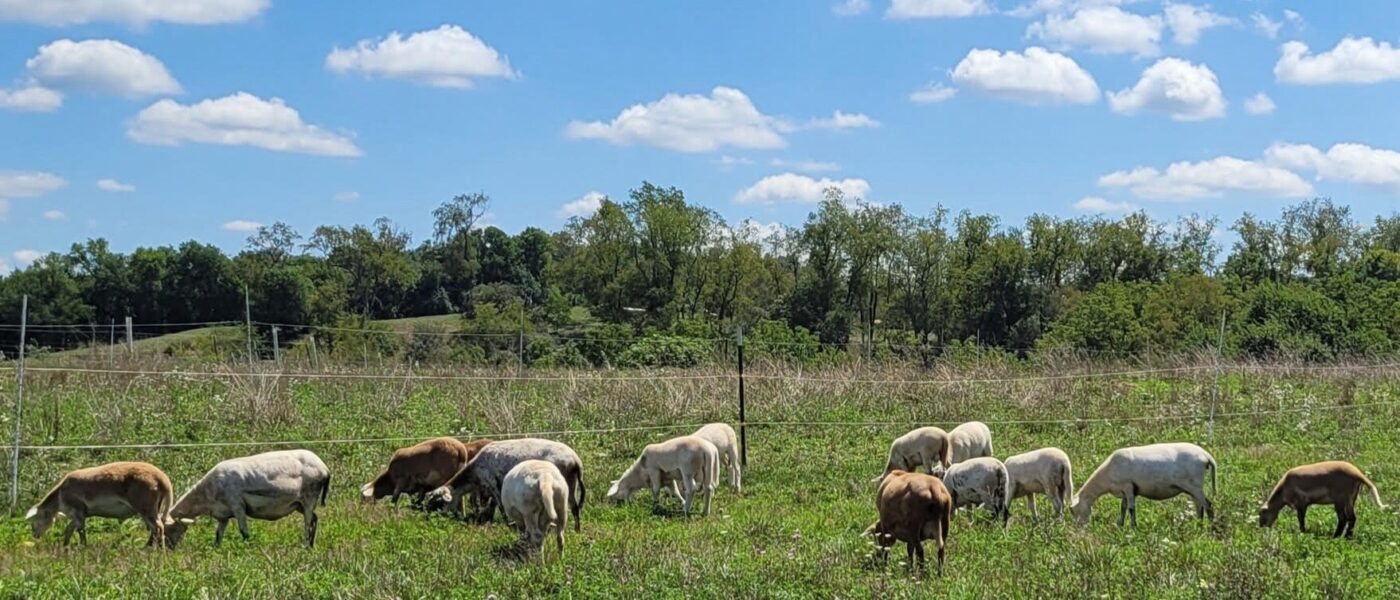 Goats graze in a green field, a blue sky with white clouds