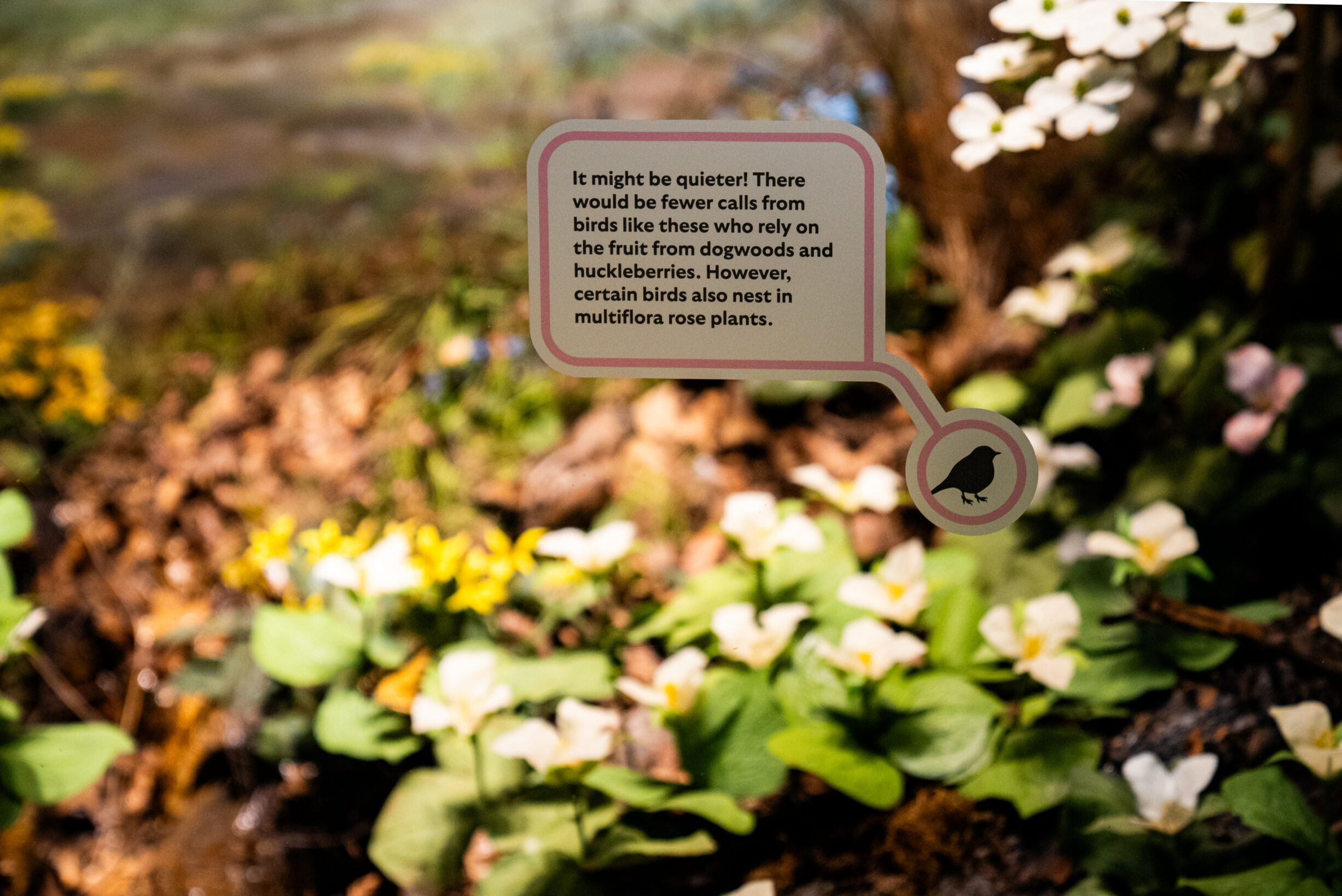 A museum exhibit of dogwood trees and flowers