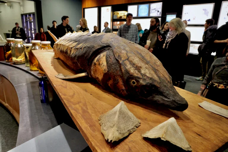 Carcus of an old fish, on a wooden table
