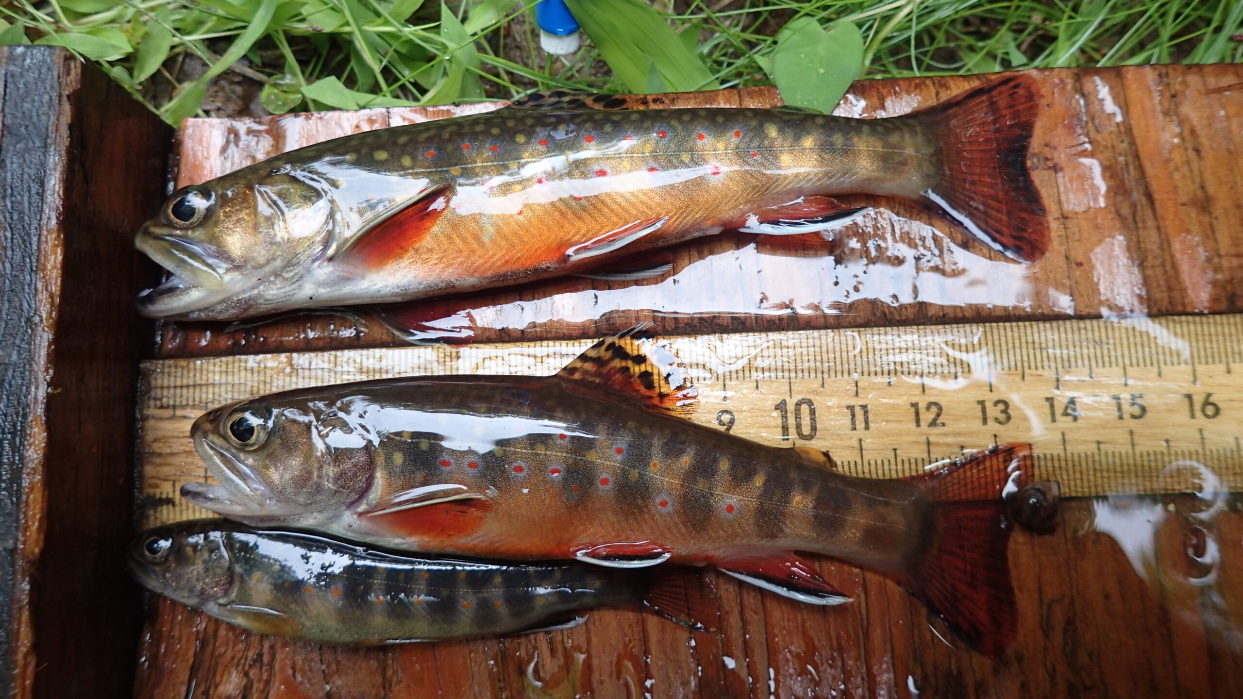 Brook-trout-Shannon-Run-1-