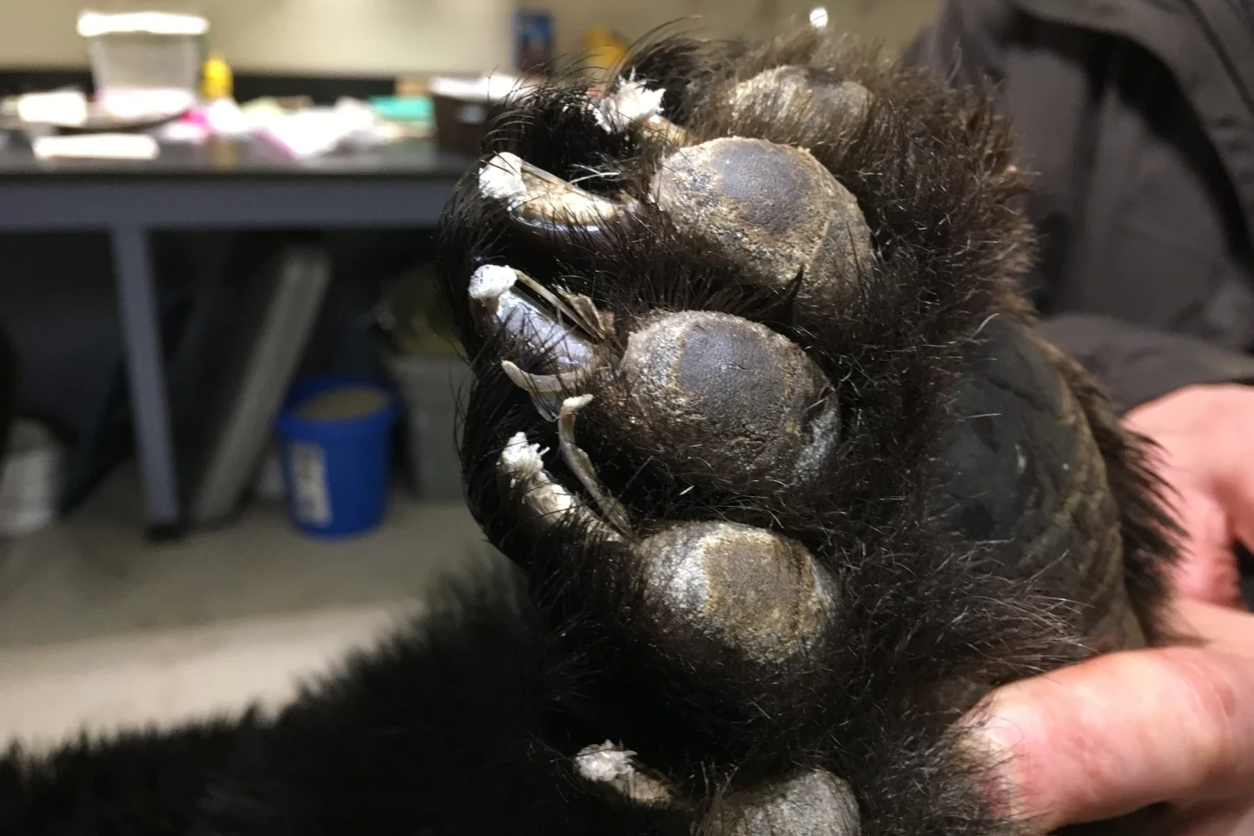 black bear ear paw being held in a person's hand