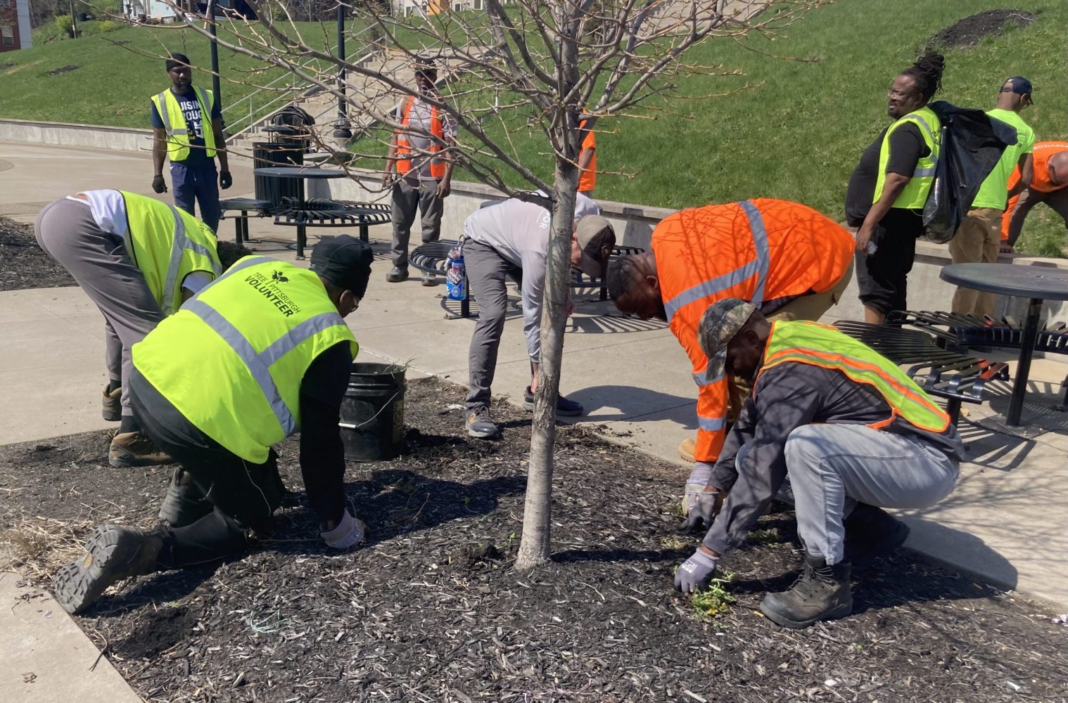 People in yellow and orange crouch around a sidewalk tree pulling weeds.