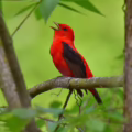 A bright red bird with black wings sings, sitting on a branch in the forest.
