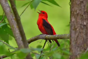 A bright red bird with black wings sings, sitting on a branch in the forest.