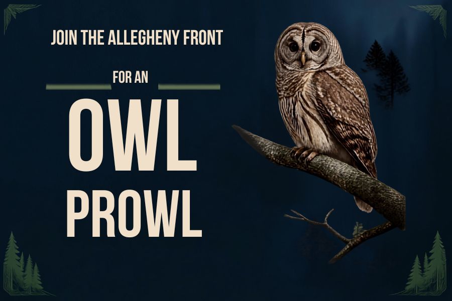 lumi ルミ　バード　owl フクロウ Learn about owls! Join The Allegheny Front for an owl prowl - The